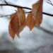 9392899 - Ecco le aree dove si prevedono le maggiori nevicate in questo anticipo d’inverno