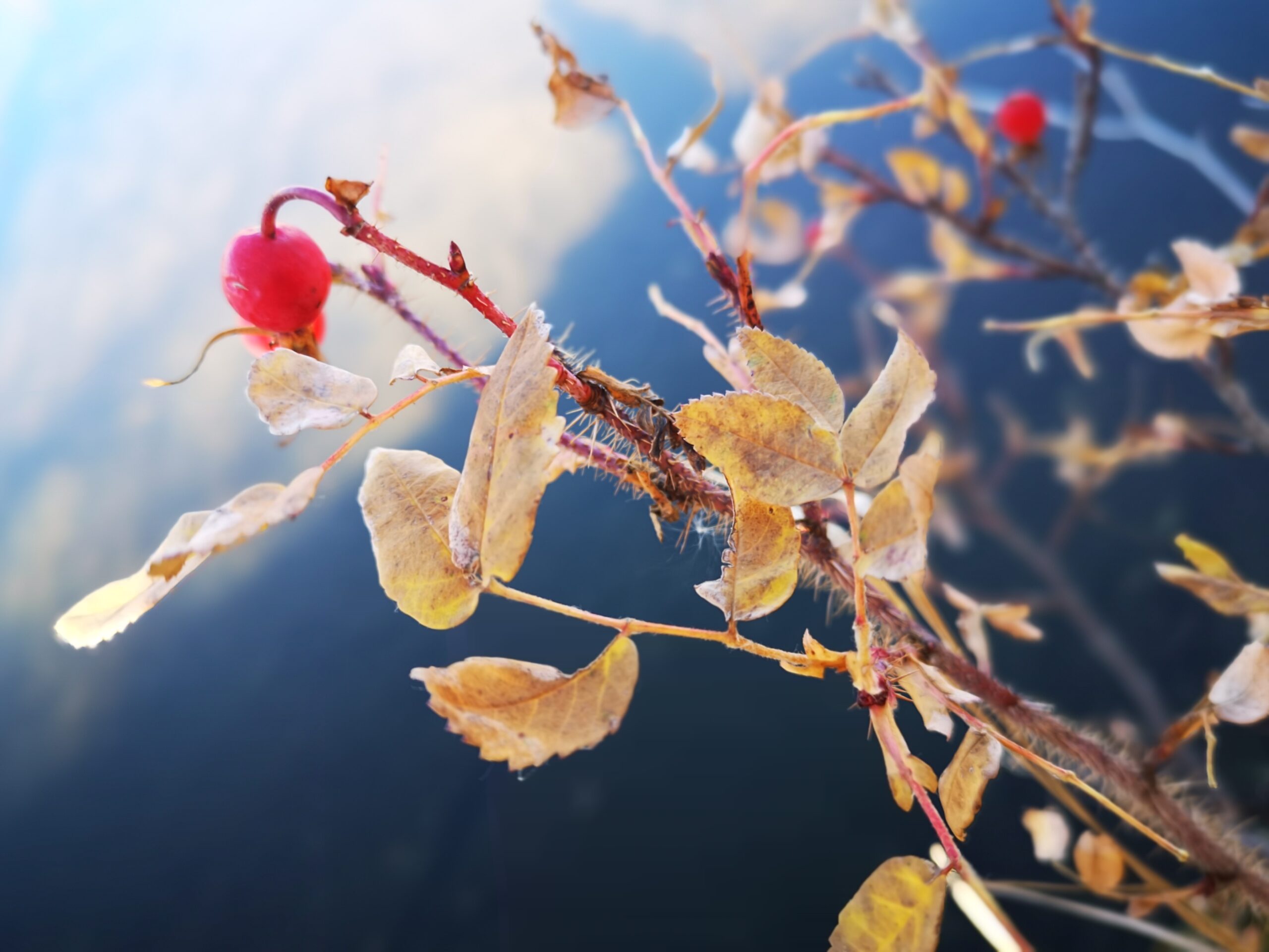 11846269 scaled - Meteo: dicembre inizia forte, l’inverno sembra autunno