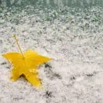 Car window with snow covered and autumn maple leaf - Meteo. Freddo dalla Russia: ecco quando arriverà in Italia