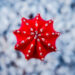 Beautiful macro shots of prickly cactus. Background and textures - Meteo: arriva molta neve? Scopri dove