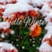 Blooming purple chrysanthemum flowers with fresh white snow. Frozen flowers with frost in the garden. Wintry wallpaper. - Meteo: piogge e nubifragi il 4 e 5 dicembre, regioni a rischio