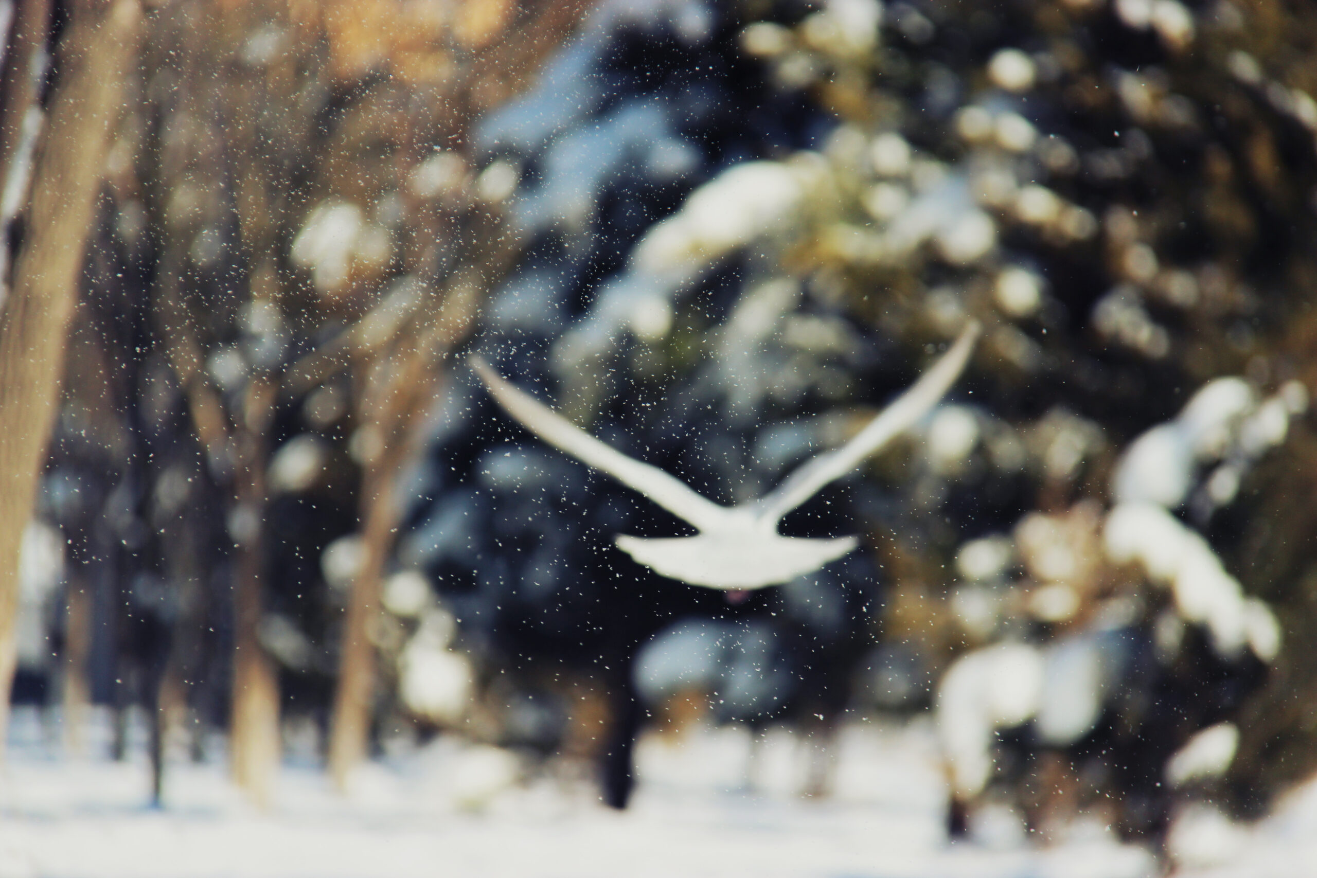 338 scaled - Dove arriverà la neve a metà dicembre con il gelo da est?