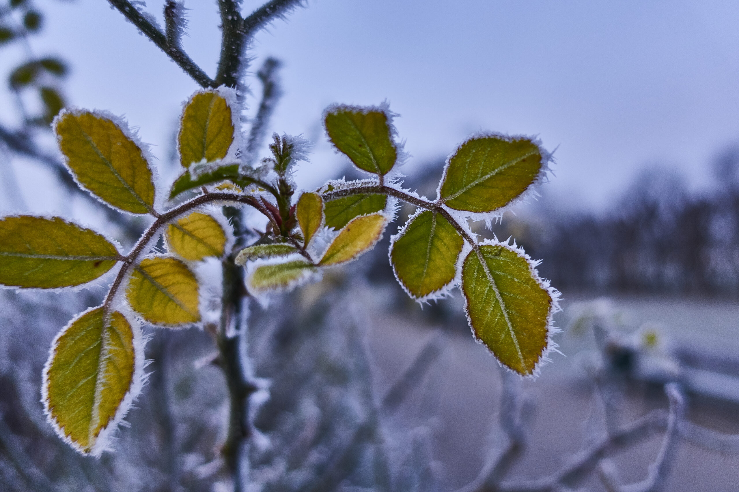 6100730 scaled - Gennaio, il meglio del meteo: freddo intenso e Strawarming