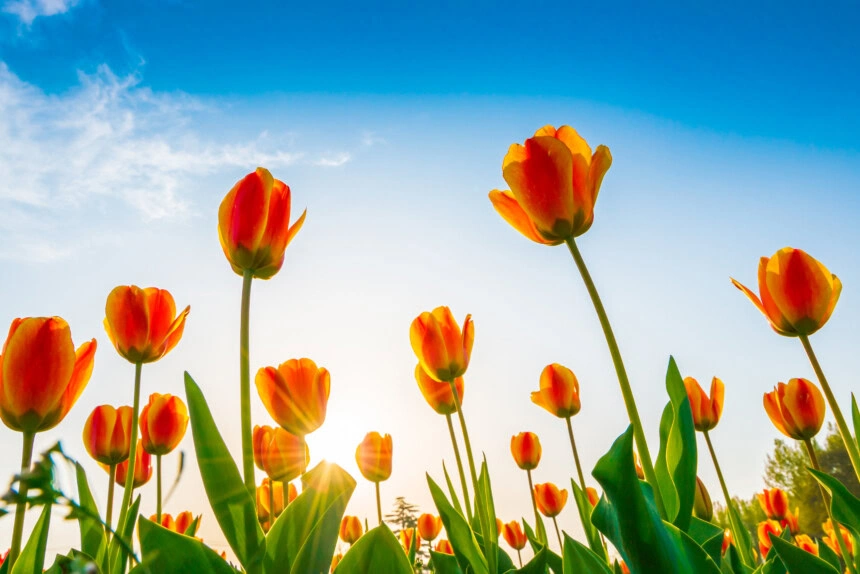 Beautiful bouquet of tulips in spring season . - Meteo: l’anticiclone mostra i muscoli, ecco le regioni colpite