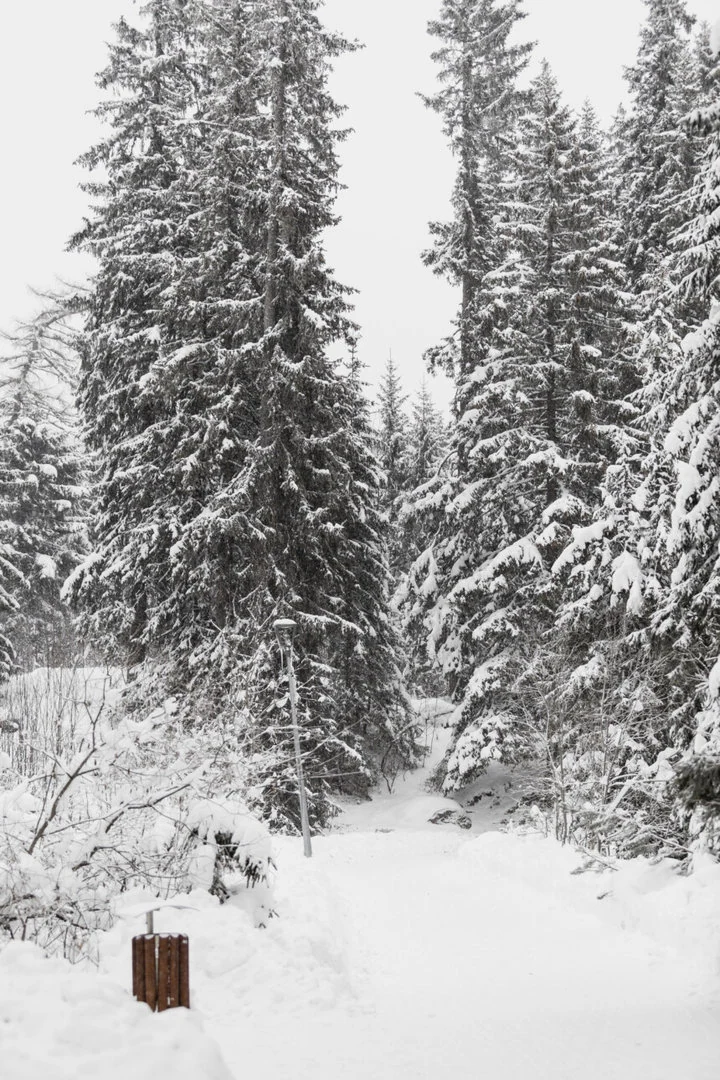 coniferous-trees-hoarfrost - Assalto degli anticicloni e indebolimento del Vortice Polare