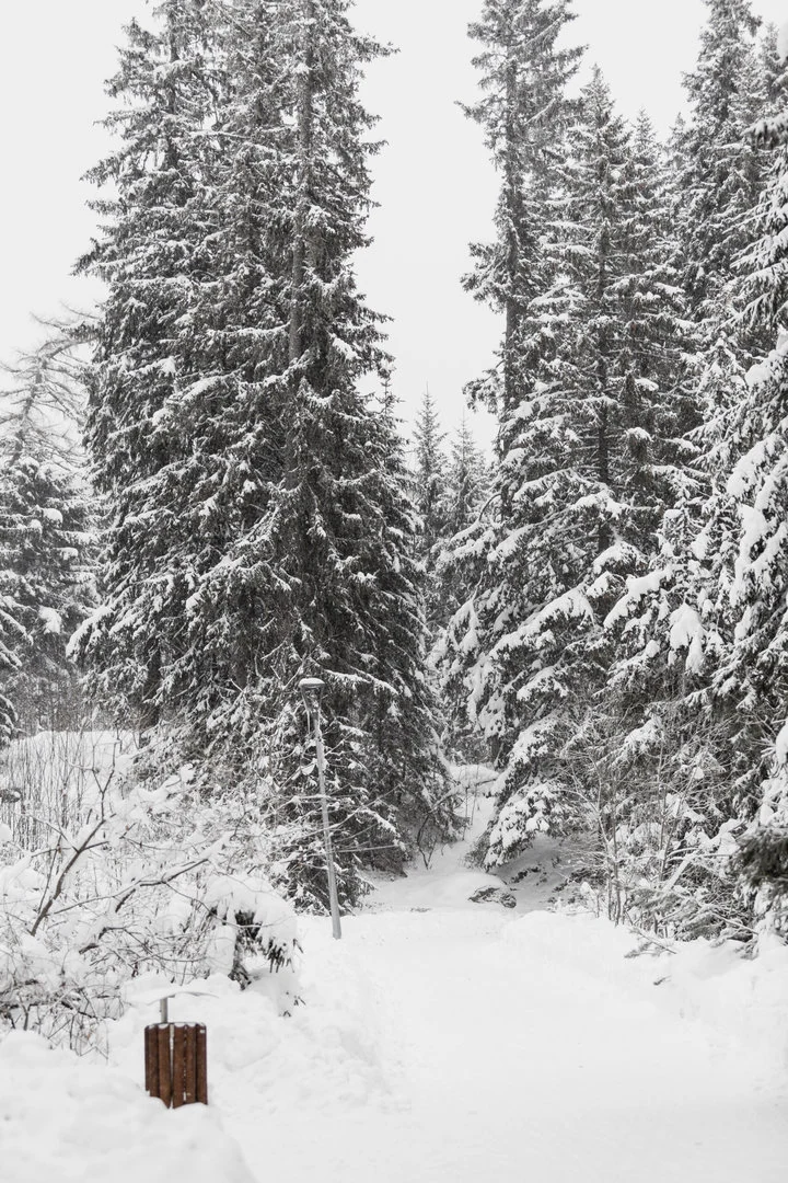 coniferous-trees-hoarfrost - Nevicata storica a Roma: 20 cm di neve trasformano la città eterna