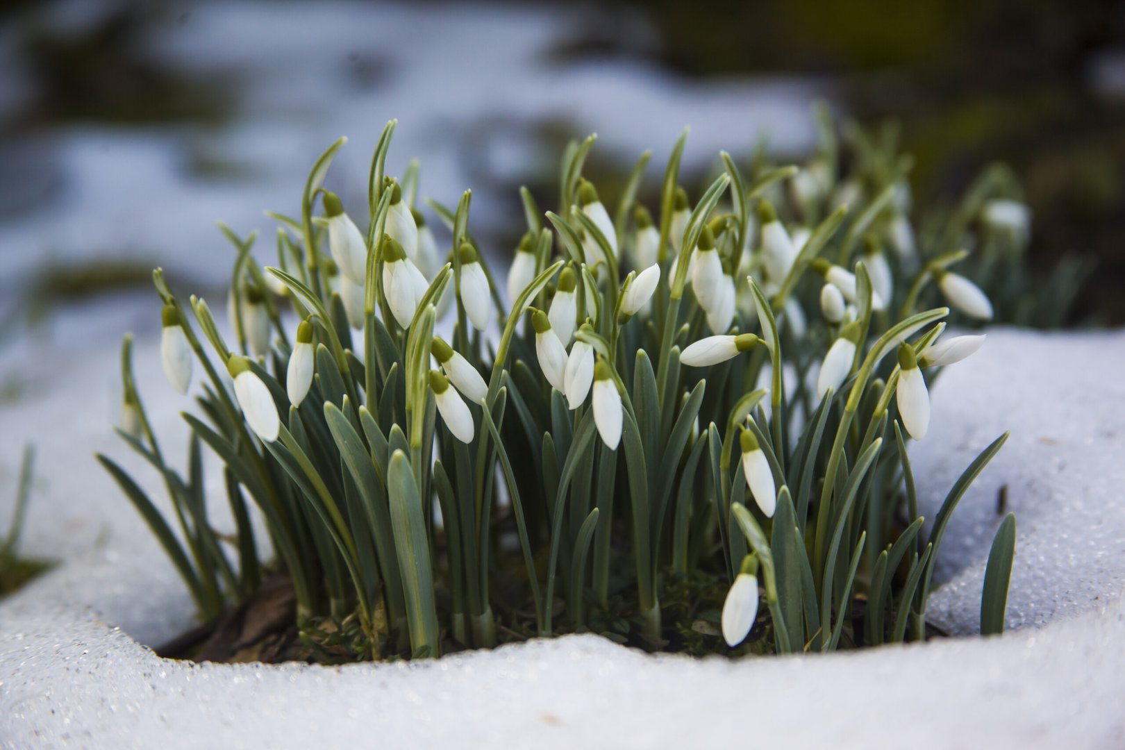 Cute white snowdrop flowers in a snowy ground-the start of a spring - Meteo impazzito, prima inverno e poi subito primavera?