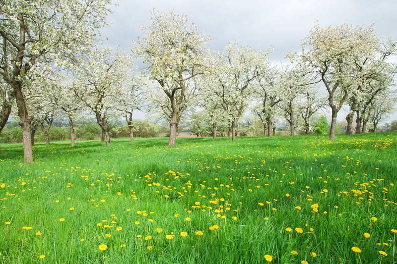 dreamstime_s_14105433 - Meteo primaverile in pieno Inverno? Non sarebbe la prima volta