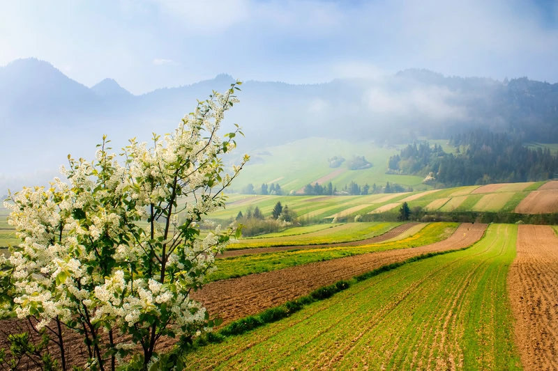 dreamstime_s_29669348 - Gennaio e la primavera: una realtà meteo in Italia?