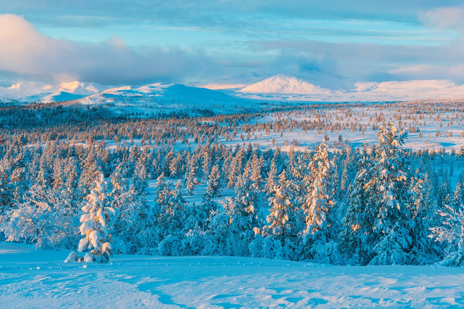 Forest with pine trees covered with snow - Stratwarming sopra la Siberia: possibili effetti sul meteo in Italia e in Europa