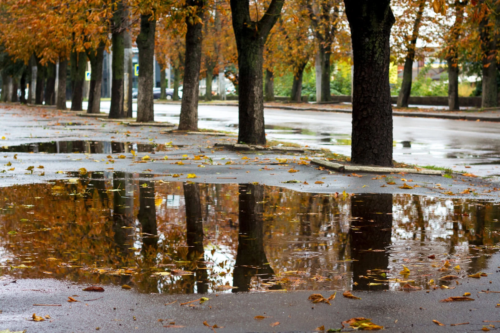 Reflection of trees in the puddle of the city park in the fall a - VORTICE CICLONICO in Italia, meteo con NEVE a bassa quota